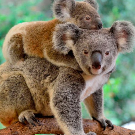 Liberan a koalas rehabilitados tras incendios en Australia