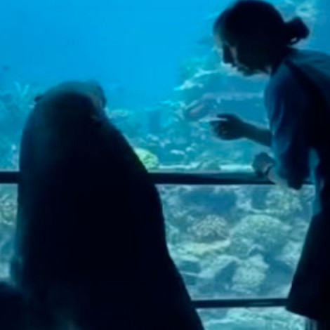 León marino pasea en acuario cerrado por coronavirus