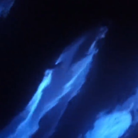 Delfines juegan con bioluminiscencia y se pintan de neón