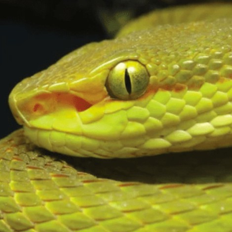 Científicos nombran a nueva especie de serpiente en honor a Harry Potter