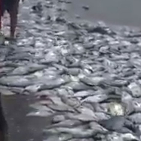 Mar arroja miles de peces a la orilla de playa en Acapulco