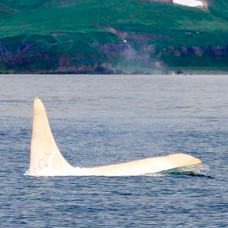Maravillosa y rara orca blanca es captada nadando junto a sus hermanas