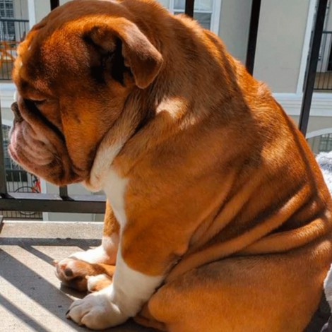 Se viraliza perrito Bulldog triste por la cuarentena