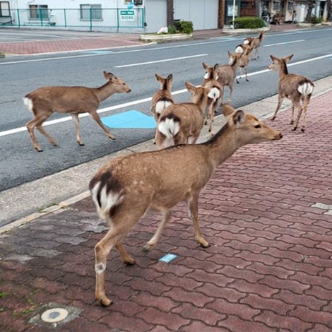 Ciervos pasean libres en las calles de Pensilvania