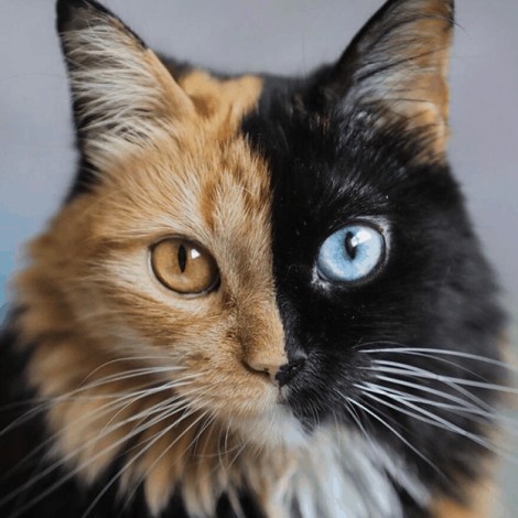 Quimera, la gatita que tiene dos caras y sorprende todo Instagram