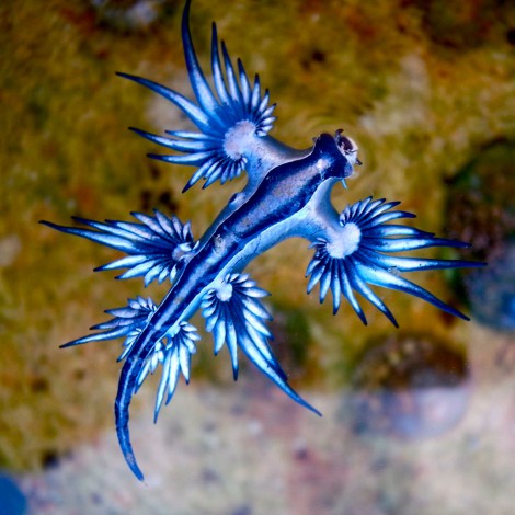 Dragones azules aparecen en costas, son más dolorosas que las medusas