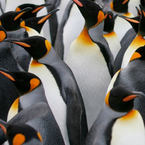 El pingüino rey es productor de gas hilarante
