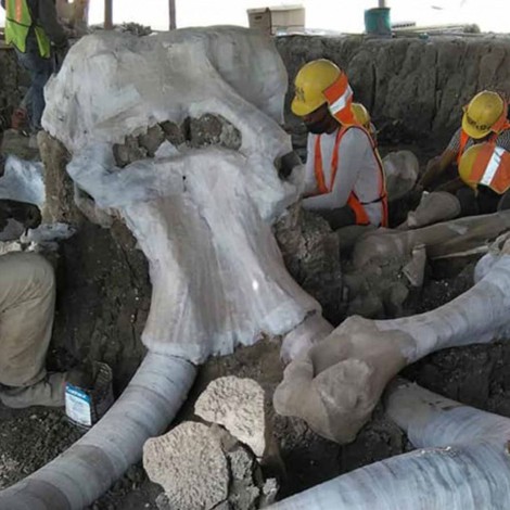 Encuentran restos de 60 mamuts en aeropuerto de Santa Lucía