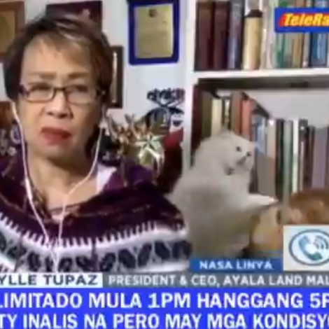 Estalla pelea de gatos detrás de reportera en transmisión en vivo
