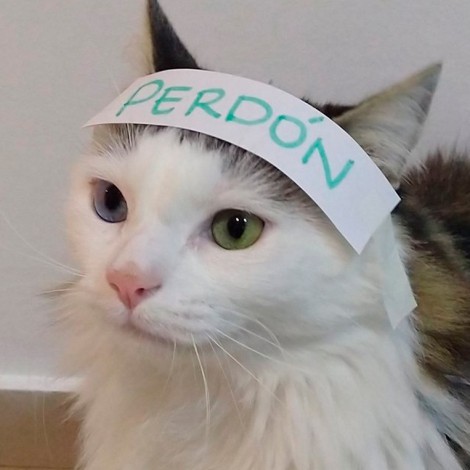 Gatito con mal carácter pidió “perdon” y se hizo viral en redes sociales