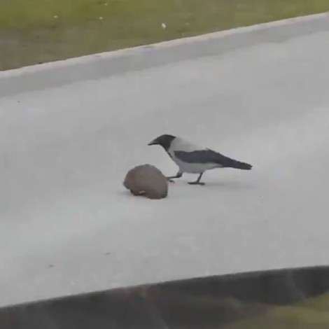 Pájaro ayuda a erizo a cruzar la calle