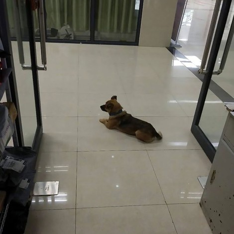 Perro espera a su amo en el hospital, perdió la batalla hace tres meses