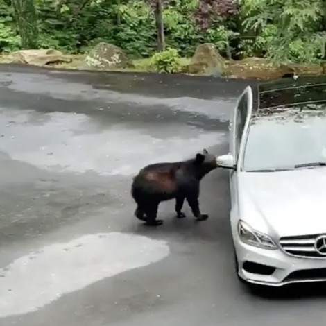 Se viraliza oso que intenta "robar" un auto de lujo