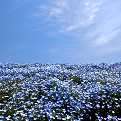 5 millones de flores azules ofrecen un maravilloso paisaje en Japón