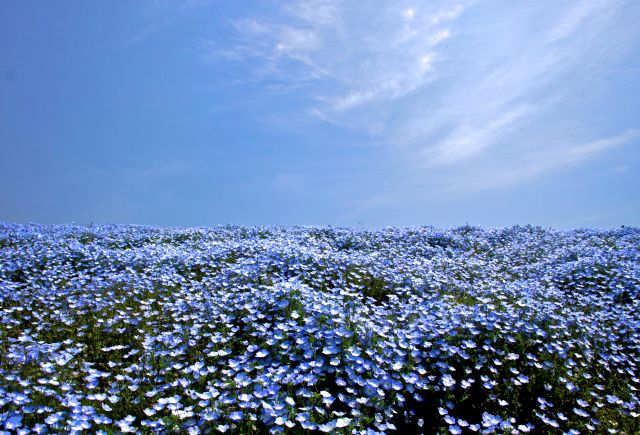 5 millones de flores azules ofrecen un maravilloso paisaje en Japón |  Actualidad | LOS40 México