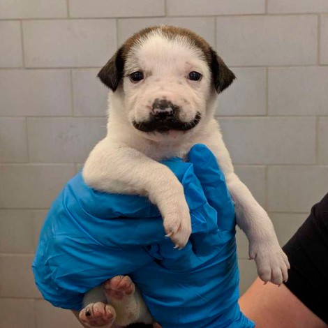 Cachorrito enamora por su mancha en forma de bigote