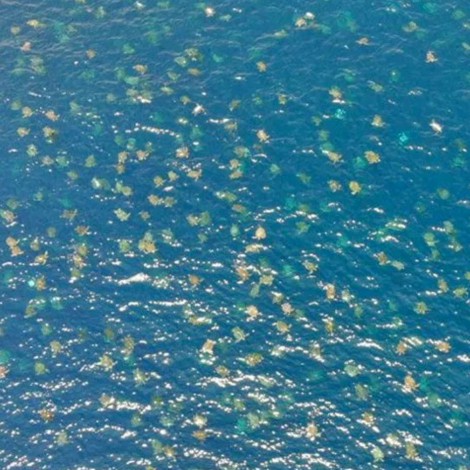 Dron capta más de 60 mil tortugas en el mar
