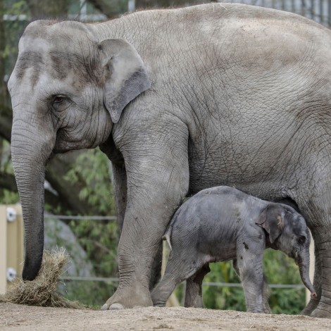 ¡Triunfo histórico! Prohíben la venta de elefantes para zoológicos de todo el mundo