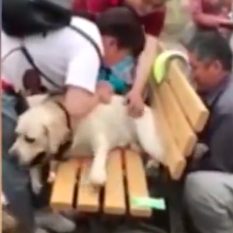 "Ño puedo, toi gordito": Este perrito se atoró en una banca y tuvo que ser rescatado