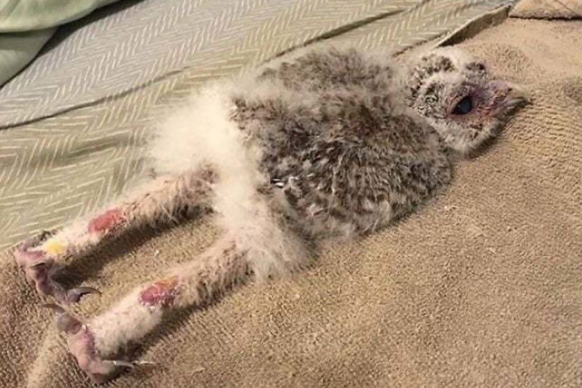 Bebés búhos duermen boca abajo y la gente se enternece al ver las fotos virales