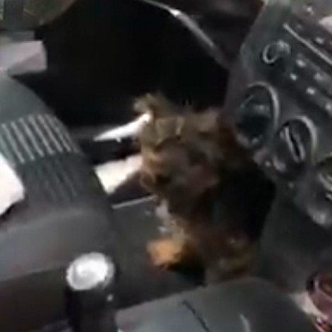 Perrito olvidado en un coche con las ventanas cerradas por 4 horas fue rescatado por policías