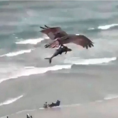Águila caza a un tiburon y el momento queda registrado en video