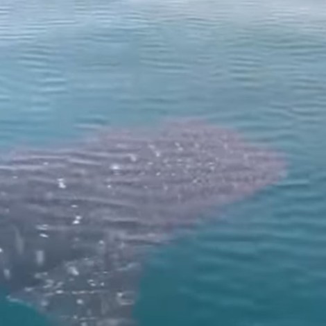 Captan a delfines y tiburón ballena jugando en el mar de Chiapas