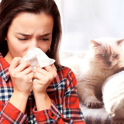 Personas con alergia a los gatos tienen menor riesgo al COVID-19