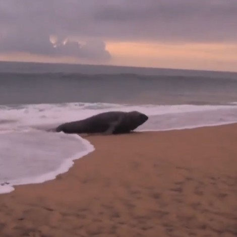 Encuentran a elefante marino descansando en playas de Nayarit
