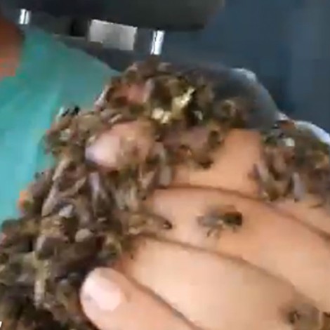 Rescatan enjambre de abejas y las llevan en su auto