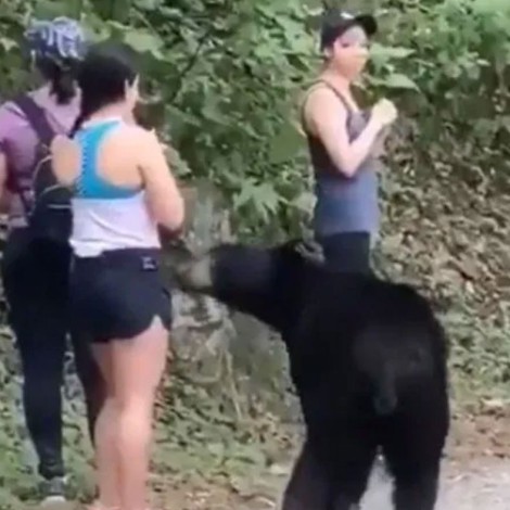 Mujeres se salvan del ataque de un oso en Nuevo León