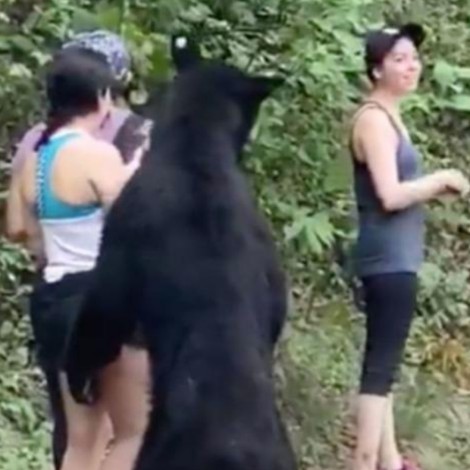 Así quedó la selfie que tomó la mujer con el oso en el parque Chipinque
