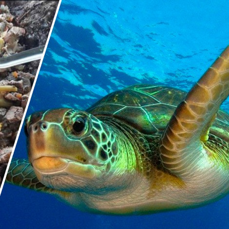 #LadyCaguama: Regidora sube foto comiendo tortuga en peligro de extinción y se gana el repudio de redes sociales