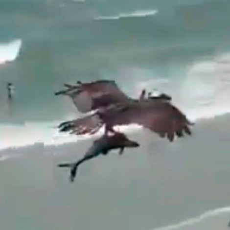 Revelan la verdad sobre el video del águila cazando un tiburón