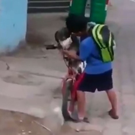 Niño pone cubrebocas a su perrito para salir