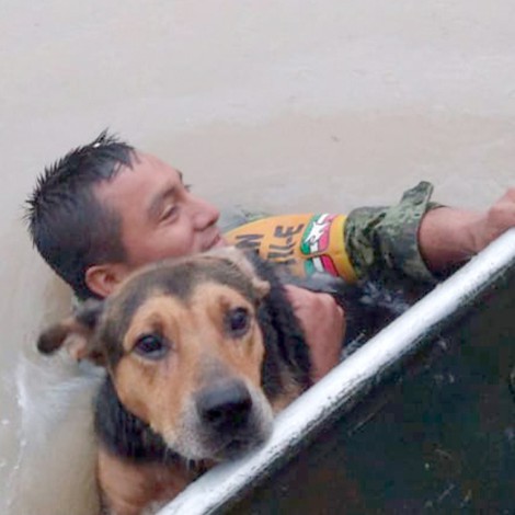 Soldado salva perro de inundación en Reynosa