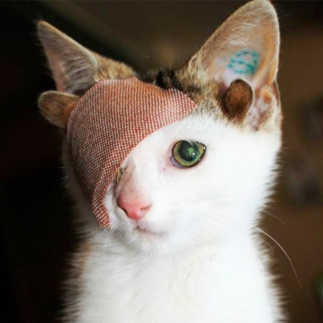 Gatito de 4 orejas y un ojo es rescatado y preparado para su hogar permanente