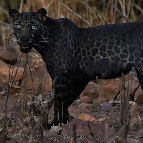 Leopardo negro raro captado en fotografía por turista