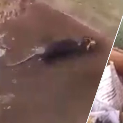 Conmovedor video de mamá ratona salvando a sus crías de la lluvia