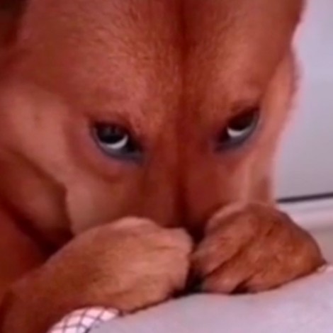 Reacción tierna de perrito al ser regañado en un video de Tik Tok