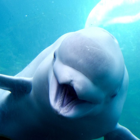 Ballenas beluga sonríen al ser liberadas tras años de cautiverio