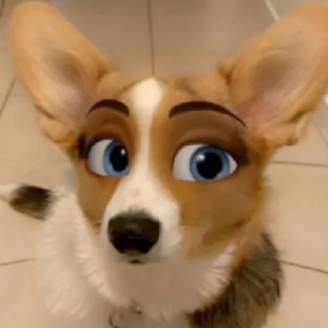 Crean filtro que convierte a tu perrito en personaje de Disney