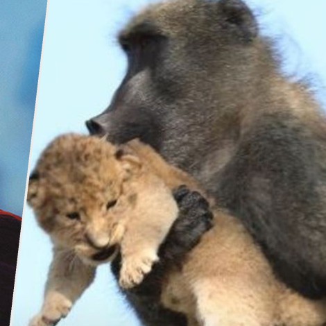 Mono recrea escena de 'El Rey León' con cría de león que adoptó