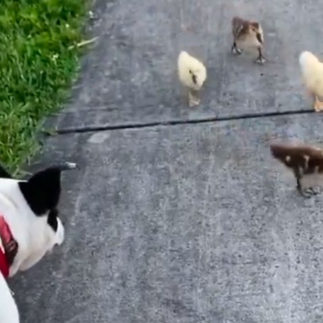 Un perro se convierte en mejor amigo de un grupo de patos