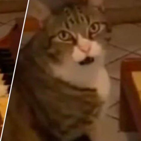 Gato que toca el piano cuando tiene hambre se vuelve viral en redes sociales
