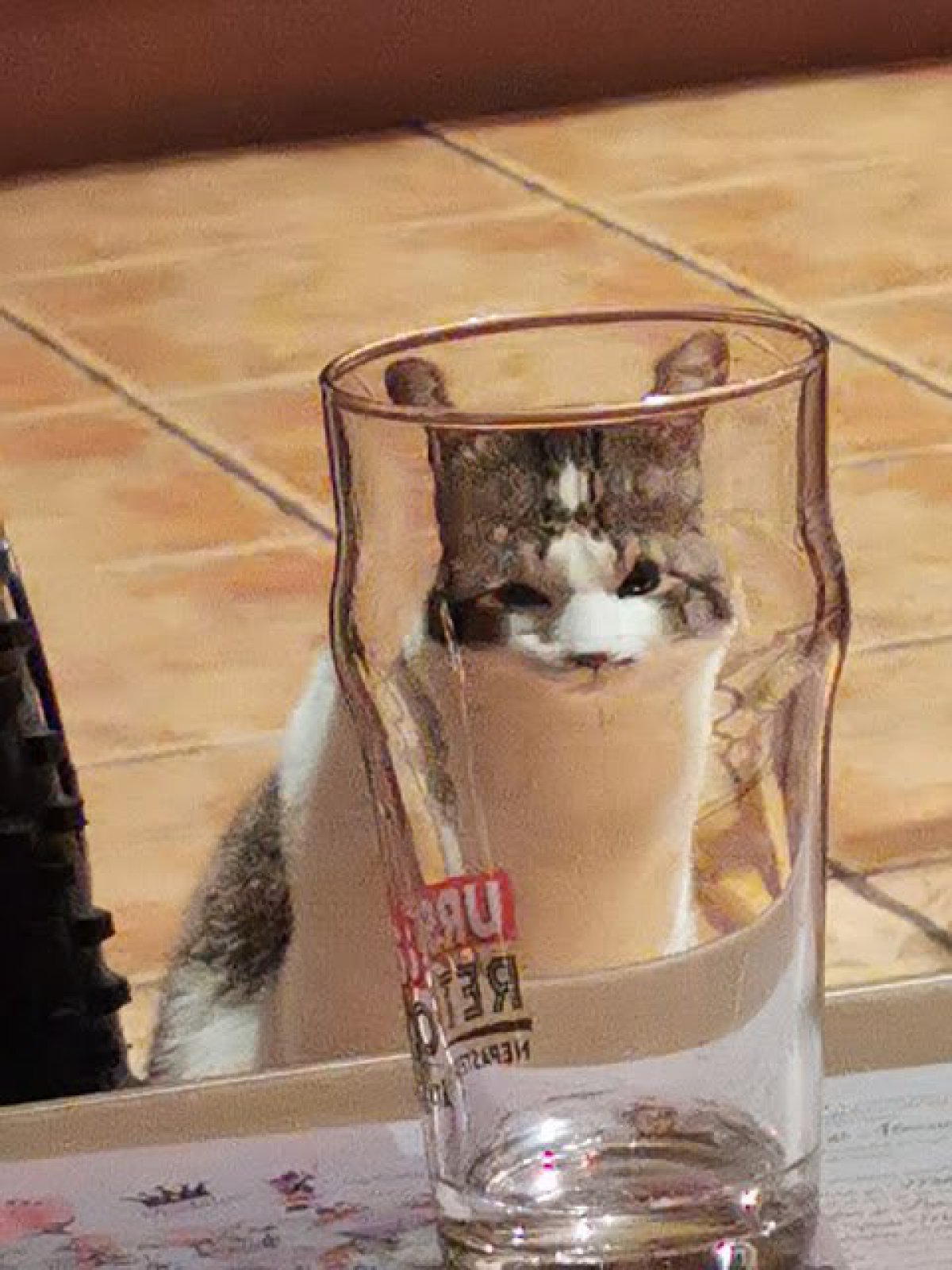 Кот через бокал