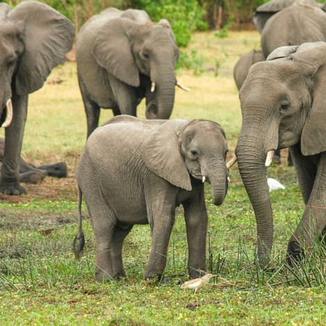 Mueren envenenados 12 elefantes en parque ecológico