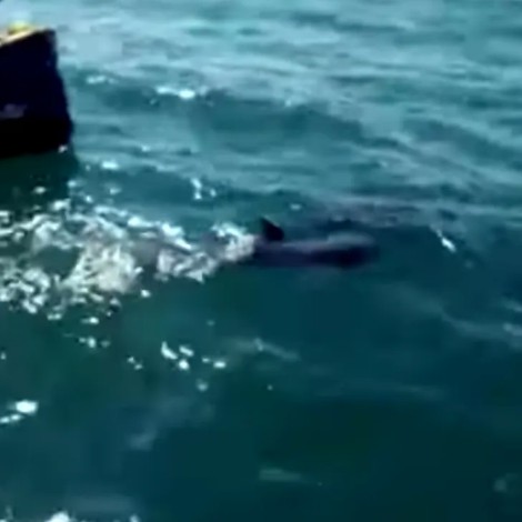 Mamá delfín muere tratado de salvar a su cría de un derrame de petróleo
