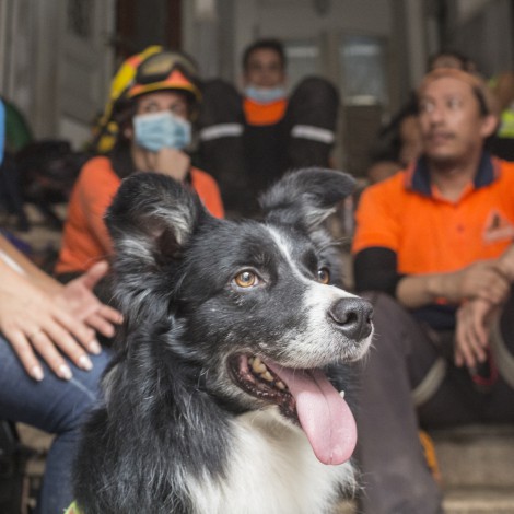 "Flash", perrito encuentra signos de vida entre escombros a un mes de explosión en Beirut
