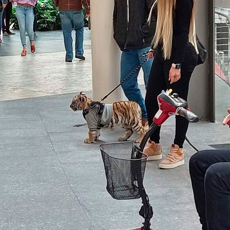 Mujer pasea a cachorro de tigre en plaza comercial de Polanco
